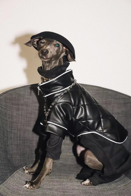 上海一宠物狗拍时尚大片惊艳网友，主人：天生的模特！