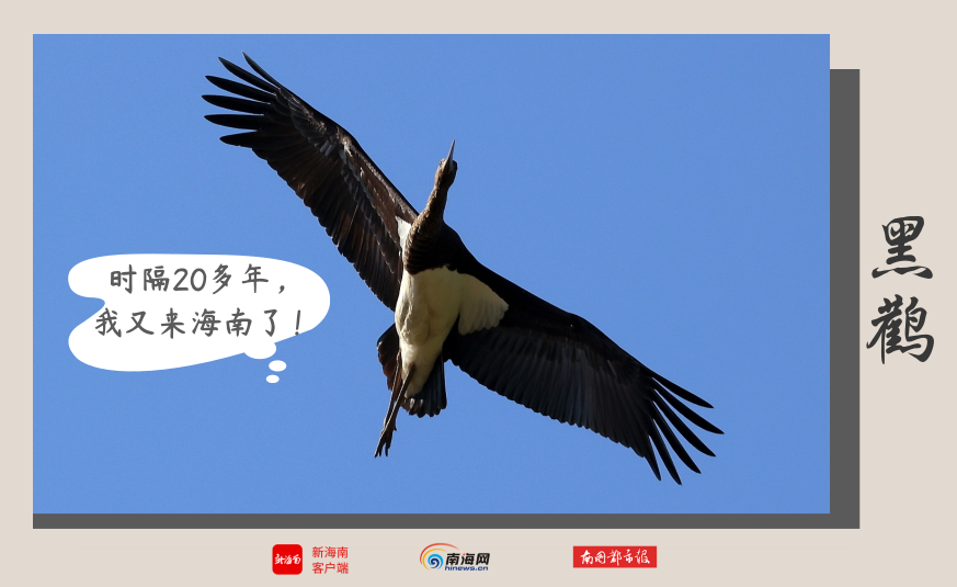 抵琼过冬，又一群“候鸟精灵”来海南了！观鸟地图→ | 极目新闻