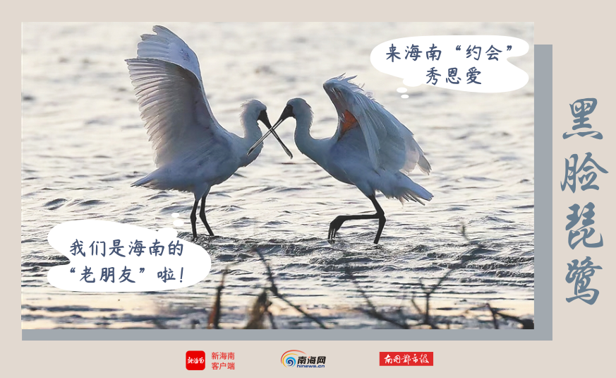 抵琼过冬，又一群“候鸟精灵”来海南了！观鸟地图→ | 极目新闻