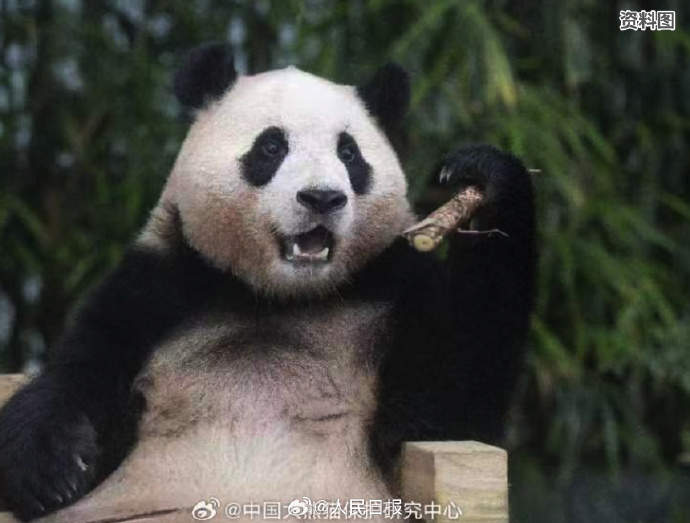 期待“福寶”閃亮登場(chǎng)！看國(guó)寶的最佳時(shí)間請(qǐng)查收