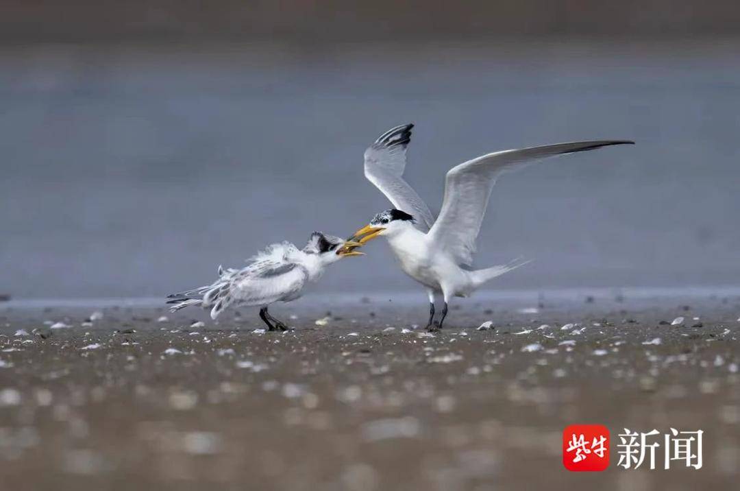 连续五年！“神话之鸟”中华凤头燕鸥又“打卡”南通