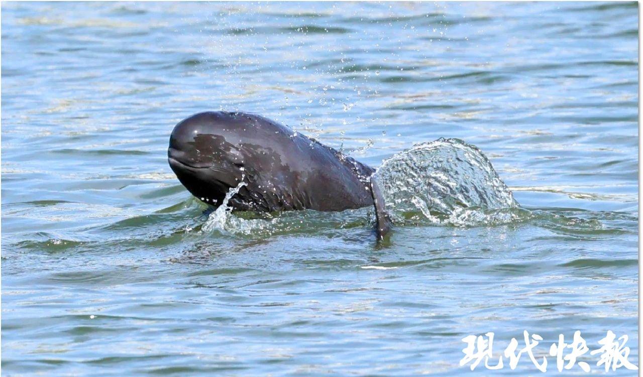 约65头！长江南京段江豚家底持续增厚，“母子豚”频现