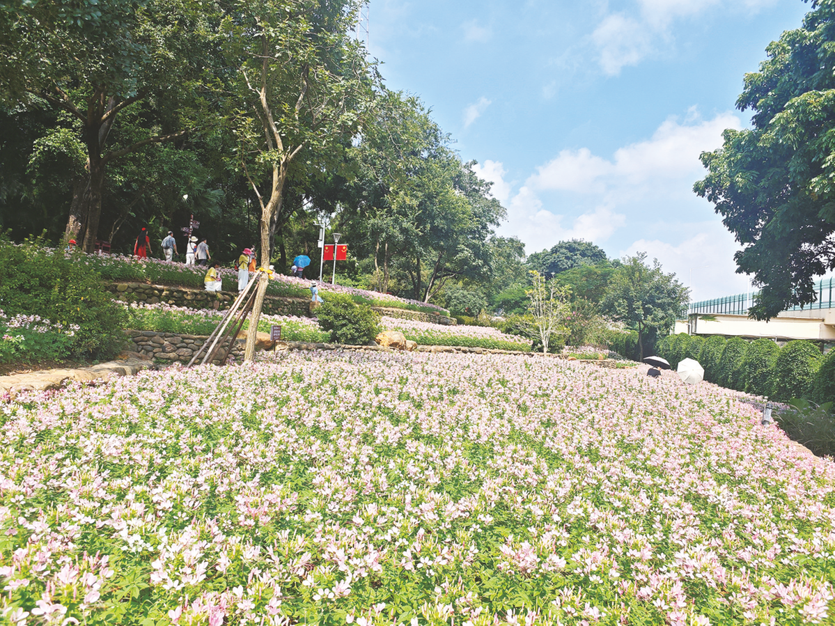 城市公园巧“梳妆”，繁花美景入画来