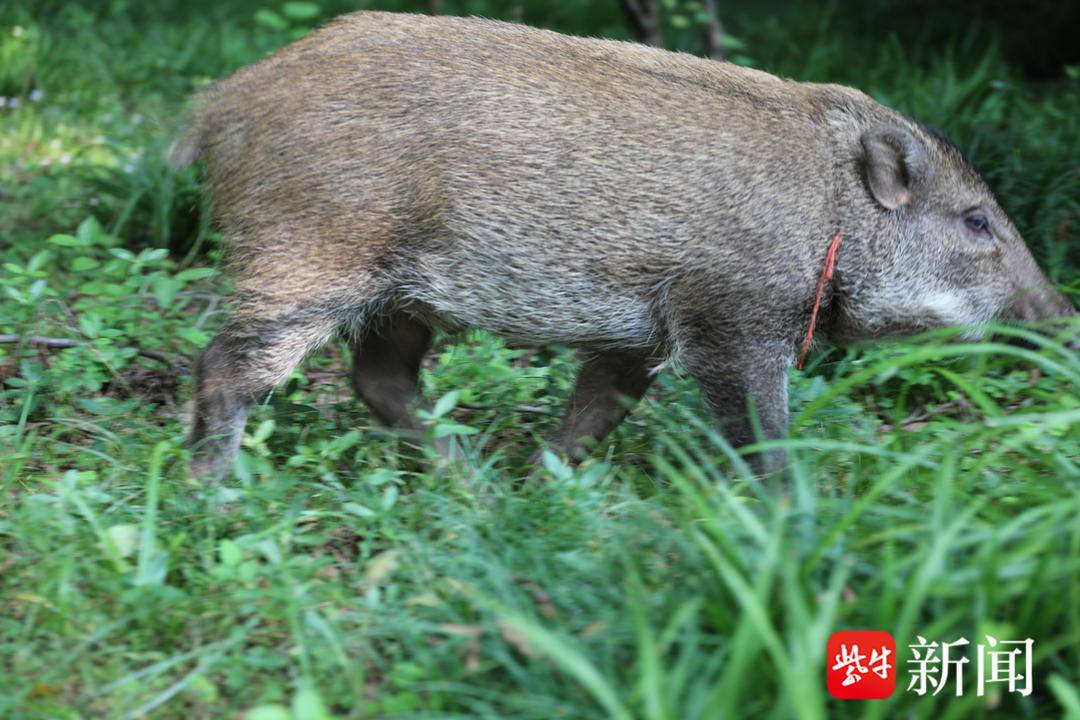 南京明孝陵景区：野猪旁若无人拱土找食