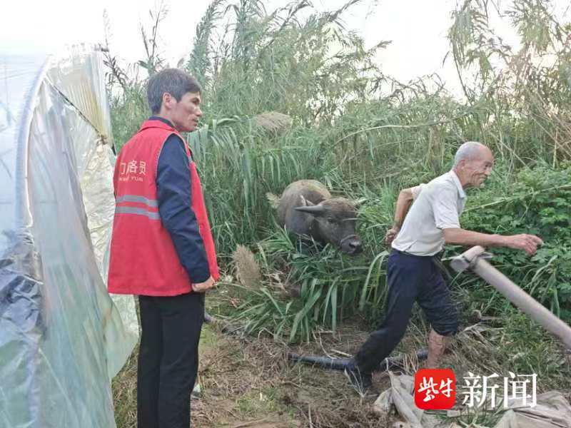 芦苇荡惊现两头牛 村干部辗转找失主