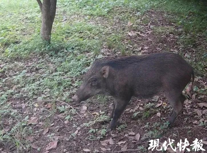 南京累计调控野猪356头！这份野猪地图和偶遇指南请查收