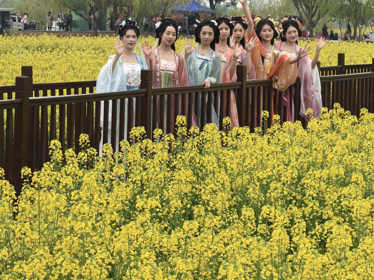 乘飞艇俯瞰金色花海 2025湖北省油菜花节浪漫开场 | 极目新闻