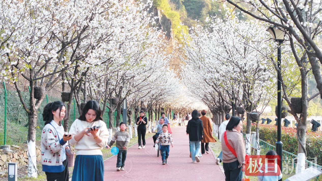 图为郧西县“天河水乡·七夕画廊”樱花烂漫，游客漫步其中尽享春日时光。 郧轩文摄.png