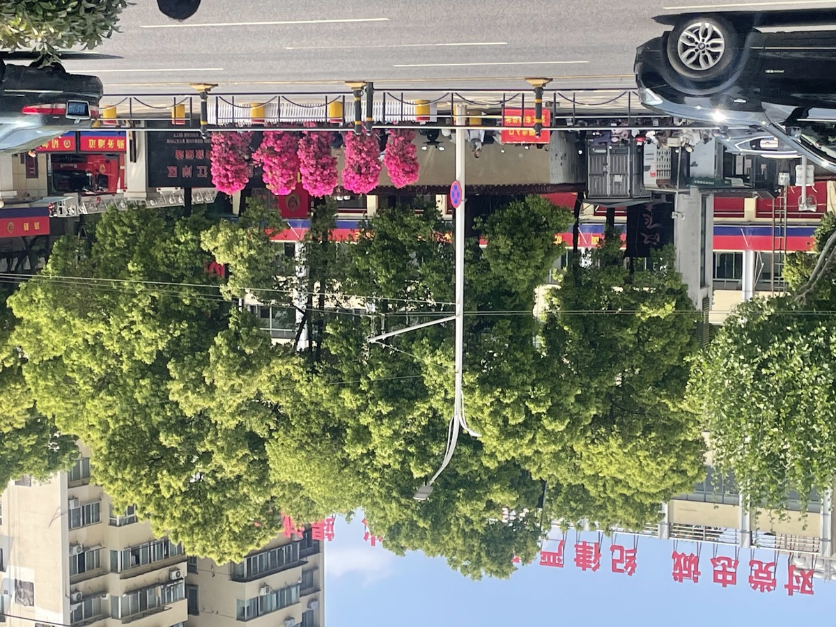 解放大道三角梅添彩.jpg
