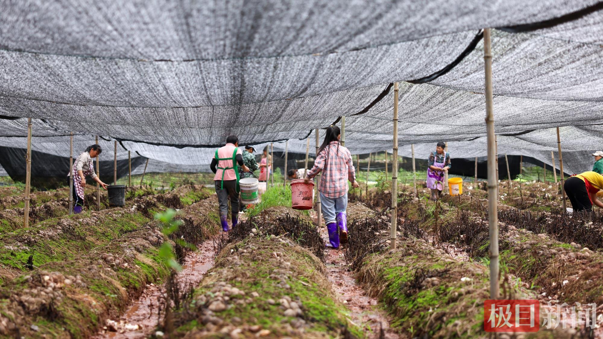 mmexport1750906487052.jpg mmexport1750906487052.jpg