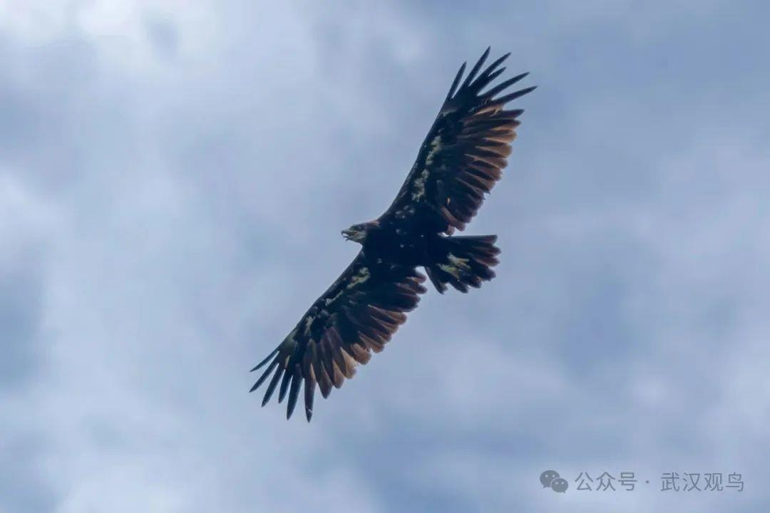 一只乌雕翱翔在黄陂梅店水库  高亮摄.jpg