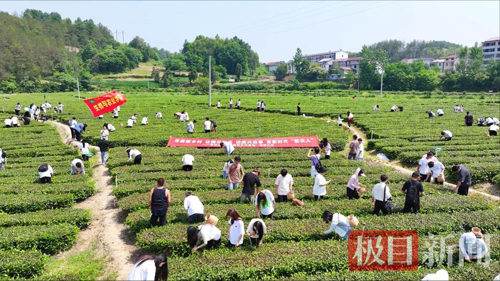学校在神峰山庄采茶开展“寻美丽乡村，访模范标兵，话振兴故事，育新时代‘新农人’”研学专项行动.png
