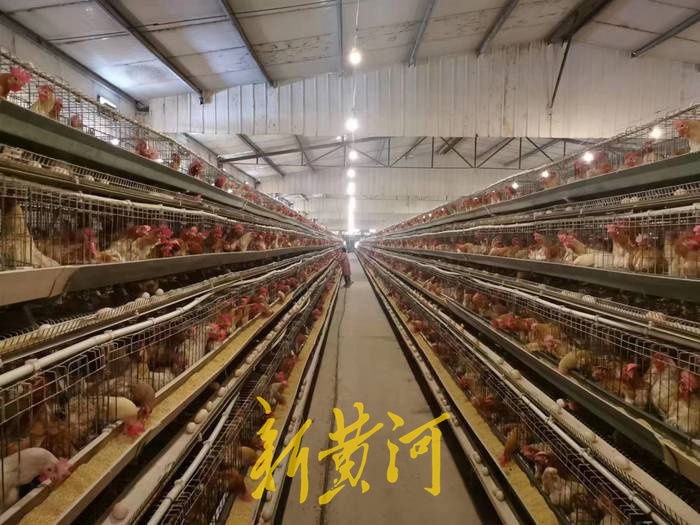 济南有名“鸡管家”，打眼一看就知道鸡是啥眼皮，管理87万只鸡年入近亿元 | 极目新闻