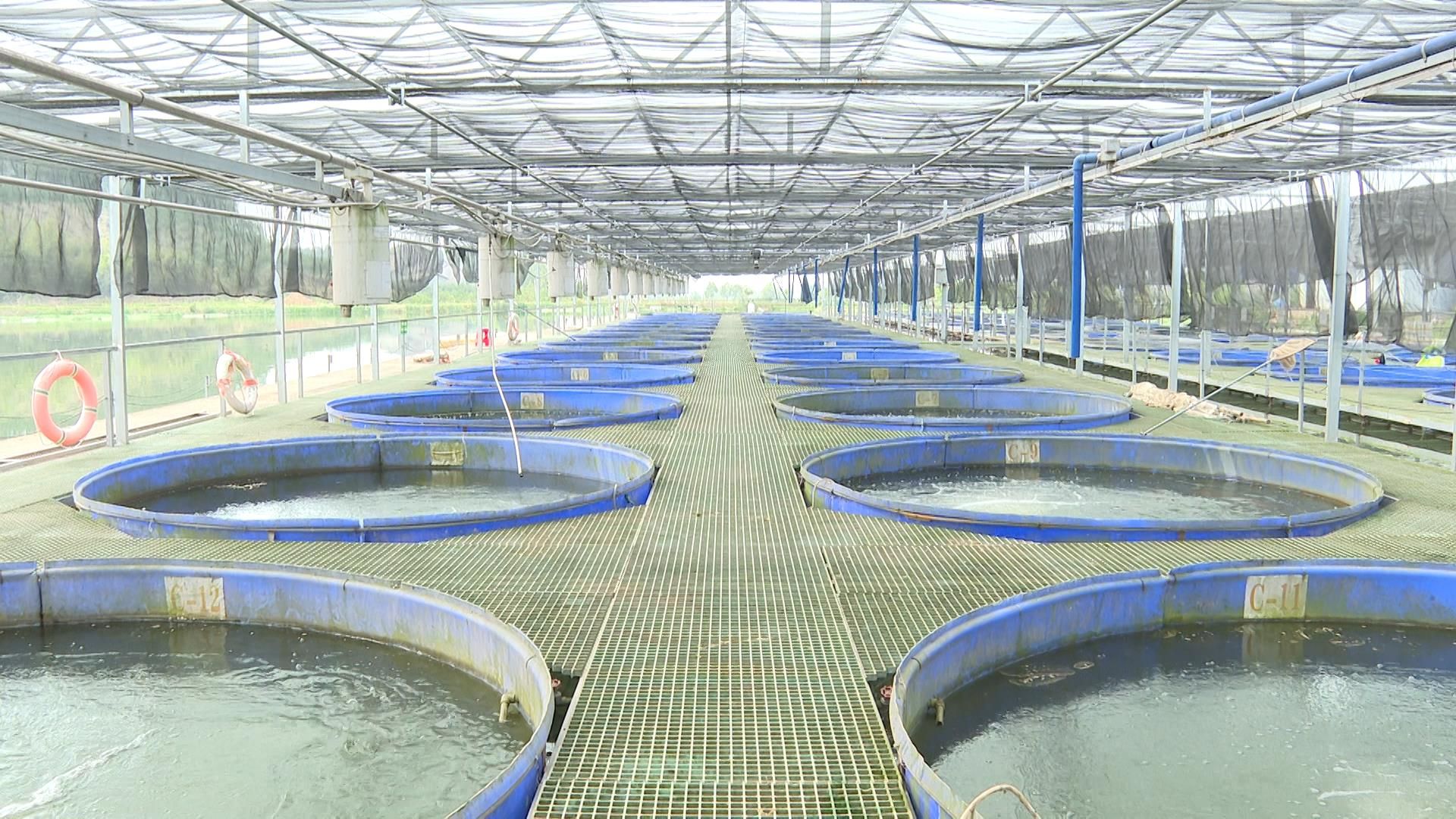 湖北枝江：以水产绿色圈养技术激活“水经济” | 极目新闻
