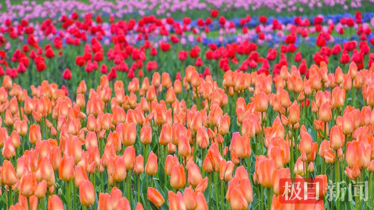 2026年3月17日，荆州古城金凤广场郁金香。（黄志刚 摄）.jpg