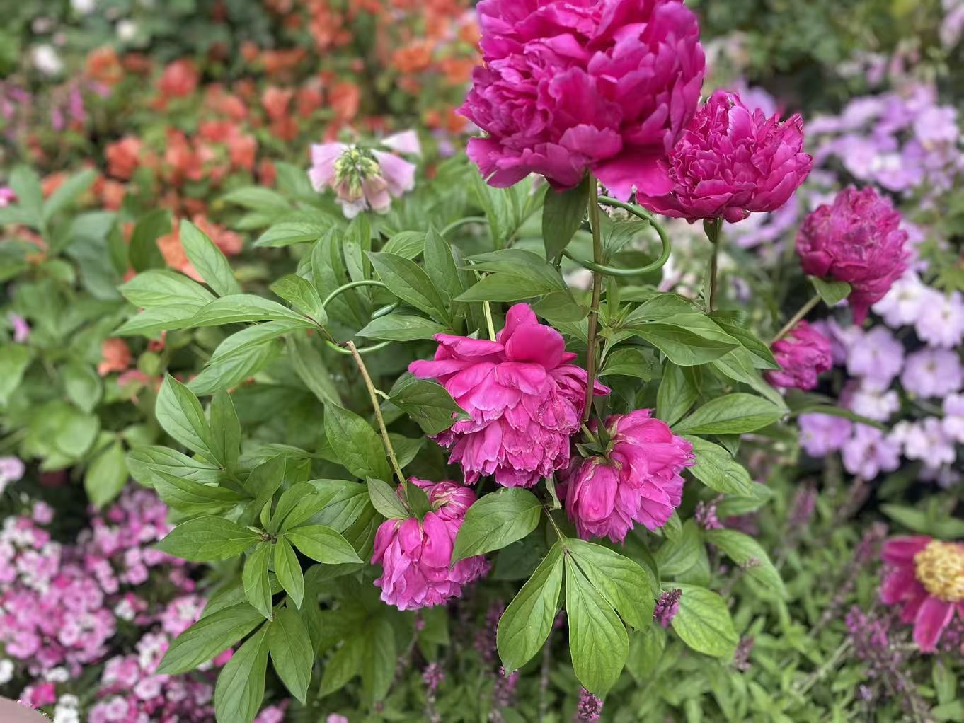 重瓣芍药开在五月天.jpg