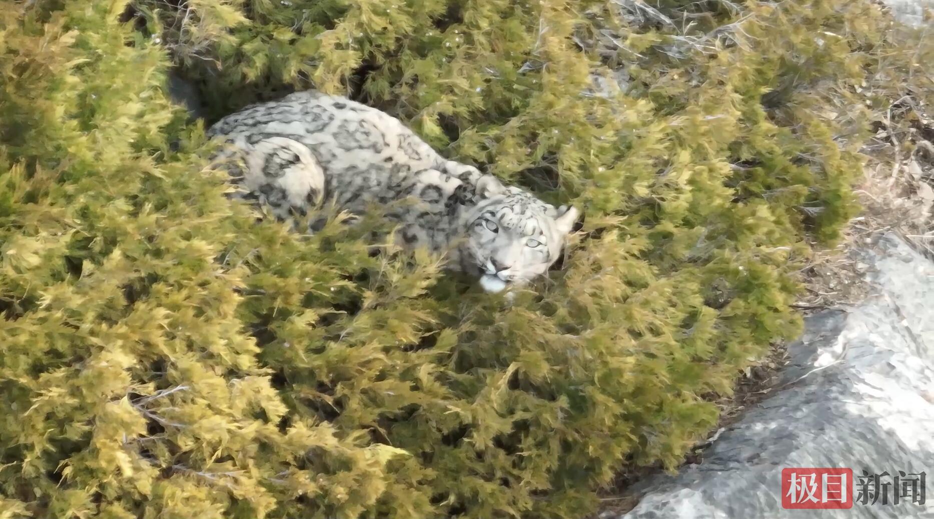 一头雪豹在山崖的绿植中（视频截图）.jpg