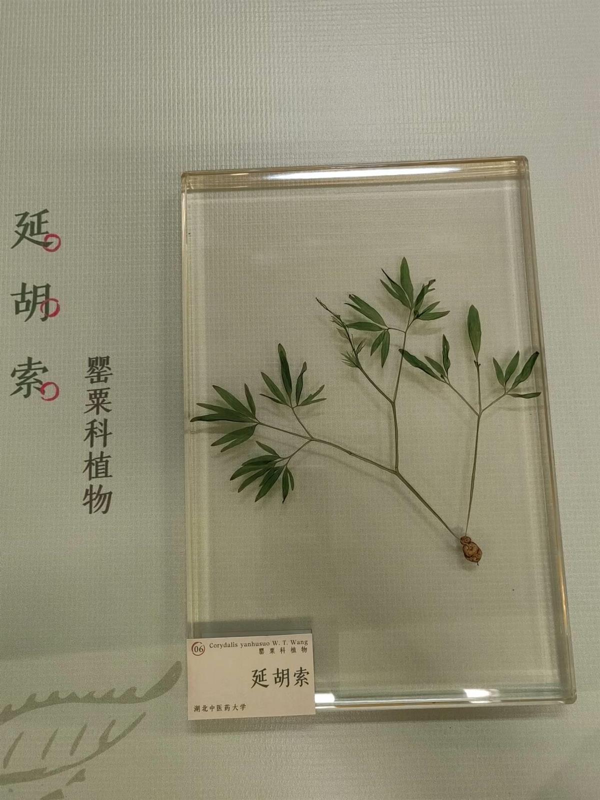 IMG_1197.jpg IMG_1197.jpg