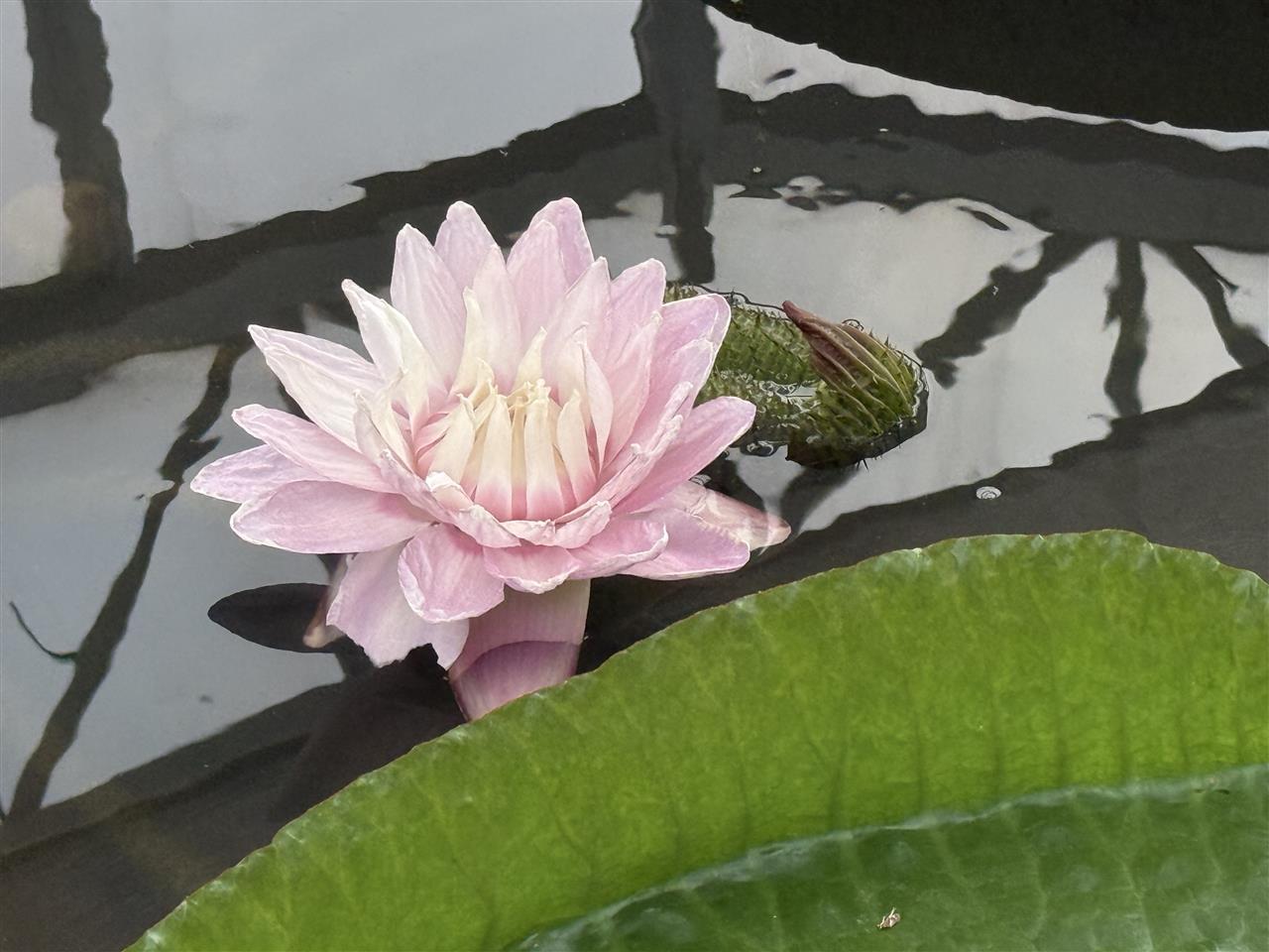 王莲绽放粉色“霸王花” 吴帆摄.jpg