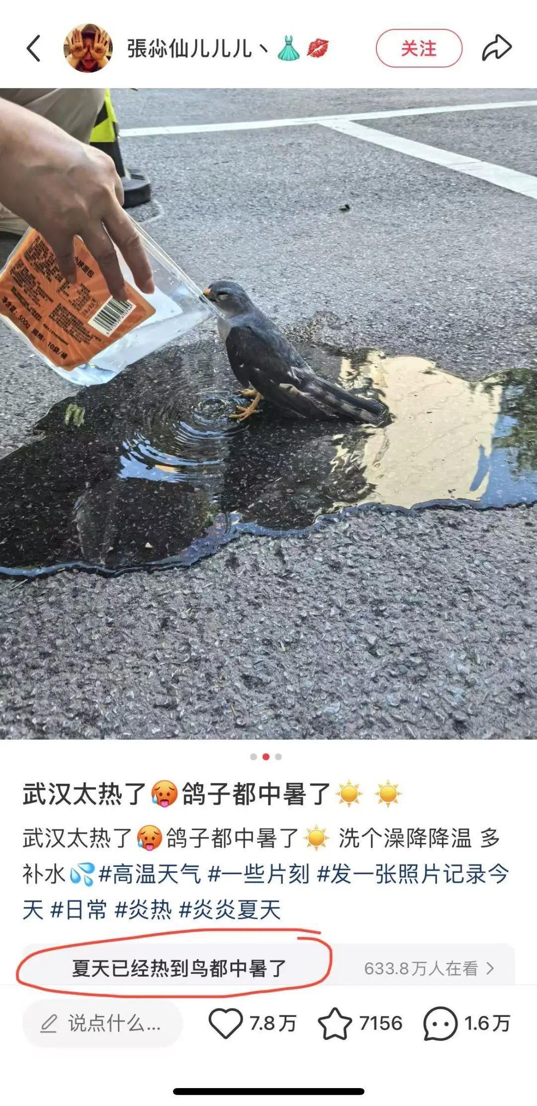 2、“夏天已经热得鸟儿都中暑了”冲上小红书热搜.jpg