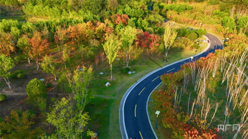 河南信阳:羊山森林植物园秋意浓 | 极目新闻
