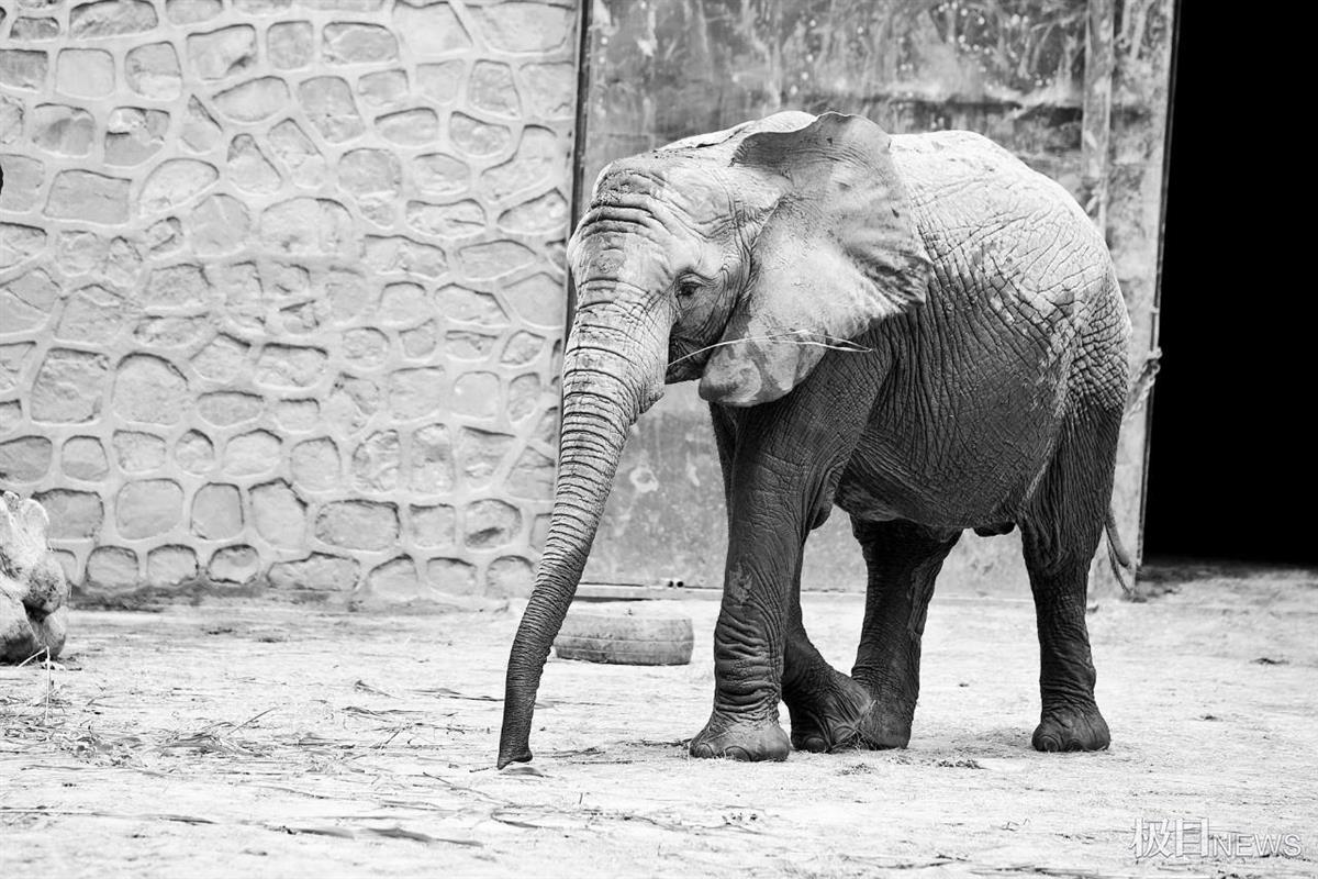 河南17岁的大象"非非"去世,动物园将制作成标本留做纪念和科普 | 极目