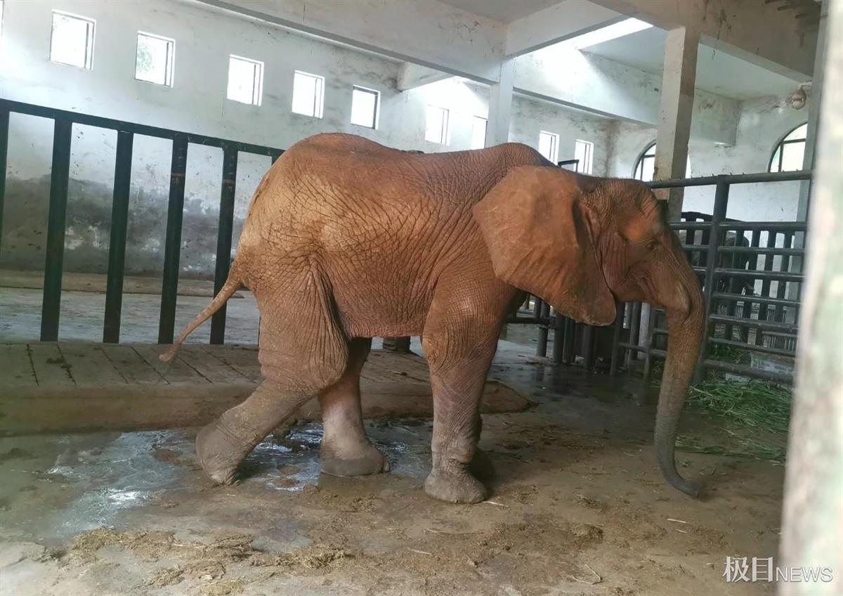 河南17岁的大象"非非"去世,动物园将制作成标本留做纪念和科普 | 极目