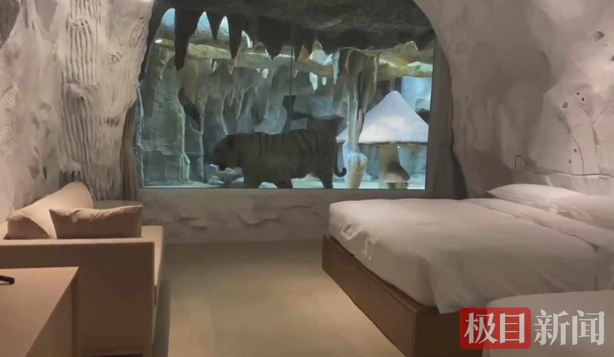 江苏一酒店惊现虎景房可与老虎隔窗而眠