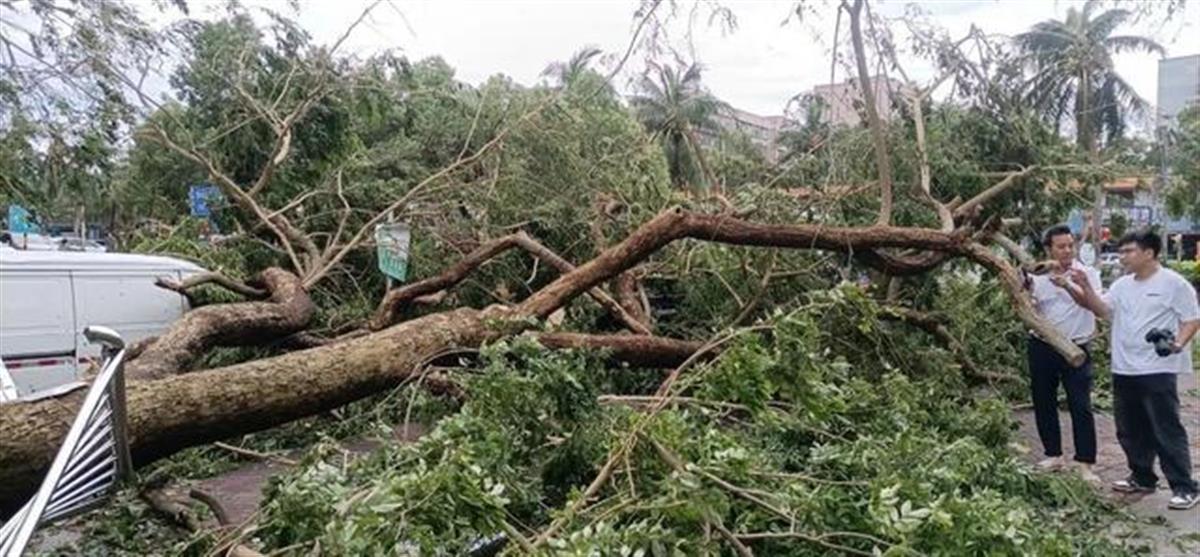 海口最大“花梨王”台风中倒下，之前旁边那棵枯死的都卖了264万