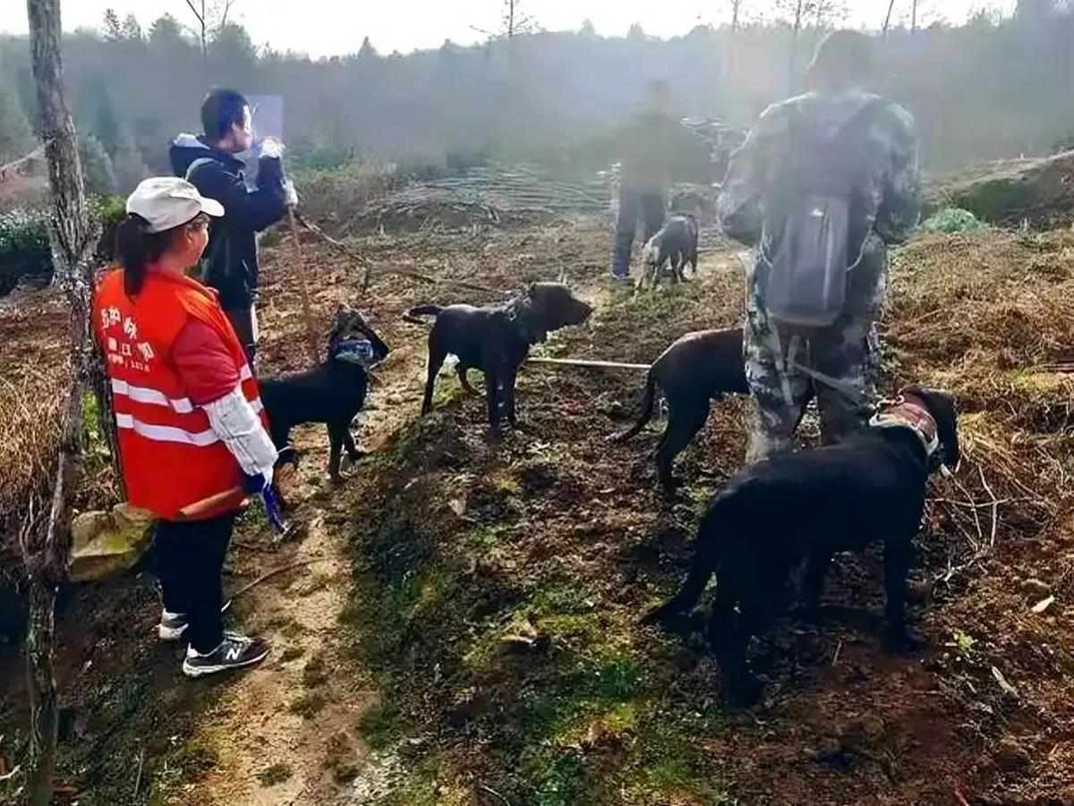 多地缺钱暂停捕猎，野猪真的已“泛滥”？专家建议开展枪猎，可出售食用