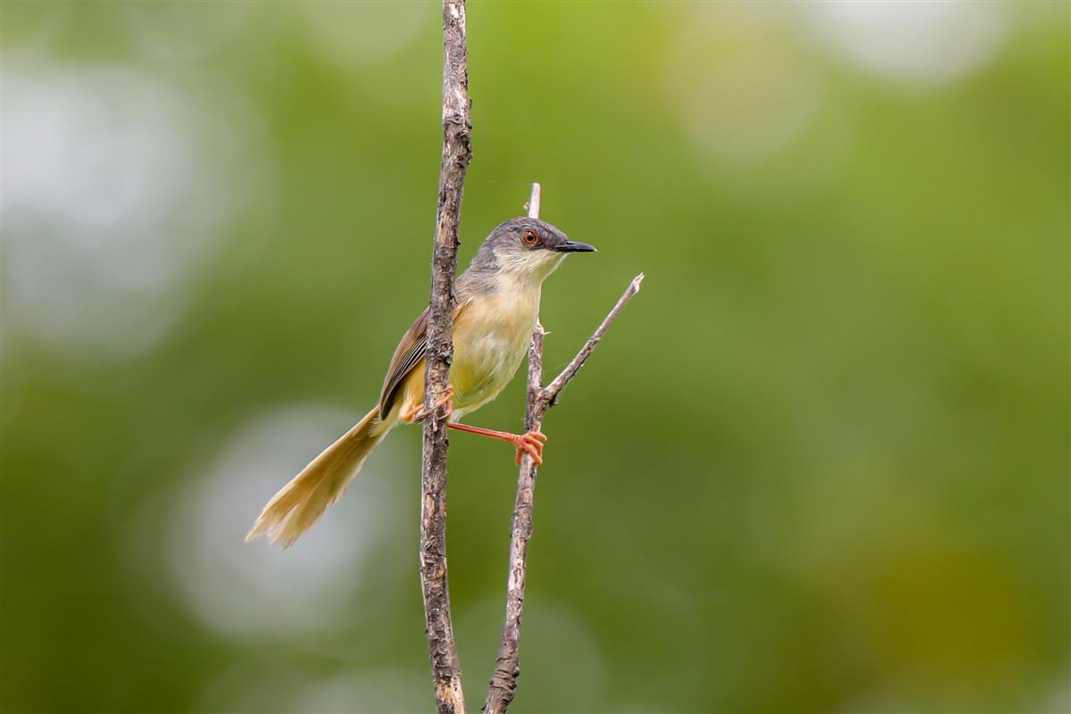 黄腹山鹪莺在豹澥湖附近活动(姚波 摄)今年发现的8个鸟类新记录如下