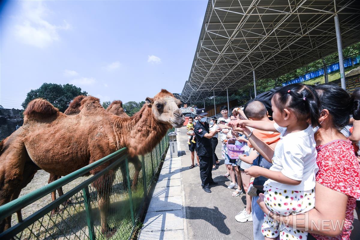 鹿猴同居一院新添了游乐场武汉九峰森林动物园等你来解锁惊喜