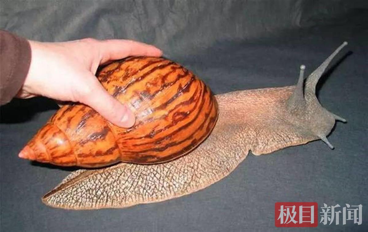 张家港海关截获的非洲大蜗牛 丁志平 摄显微镜下的猫栉首蚤实物照片
