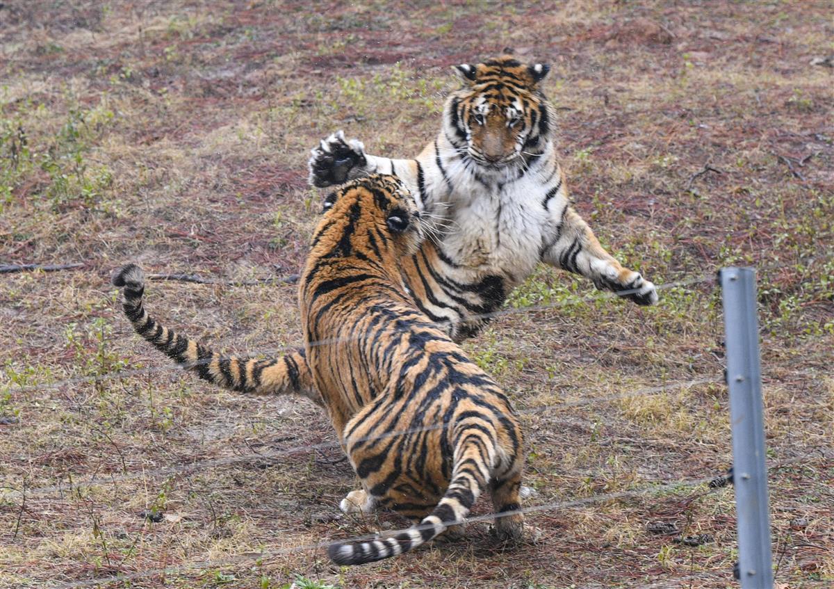 舍铁栅栏前一只只东北虎们就静静望着雪从天降,它们期待出笼欢腾玩雪