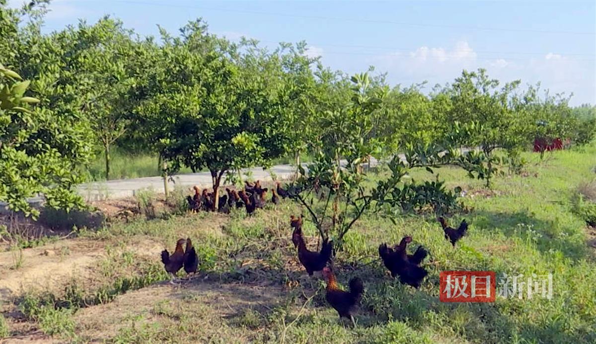 果树下养鸡享阴凉,精养鱼池里水温低,武汉220万亩高标准农田种养忙
