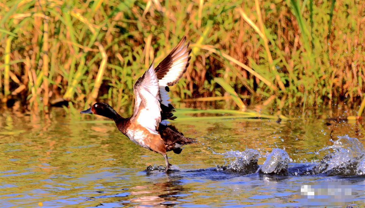 极目时评|"鸟中大熊猫"产房又选武汉,这是在为江