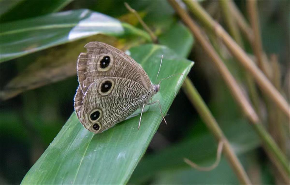 长江新螺段白鱀豚国家级自然保护区发现密纹矍眼蝶 | 极目新闻