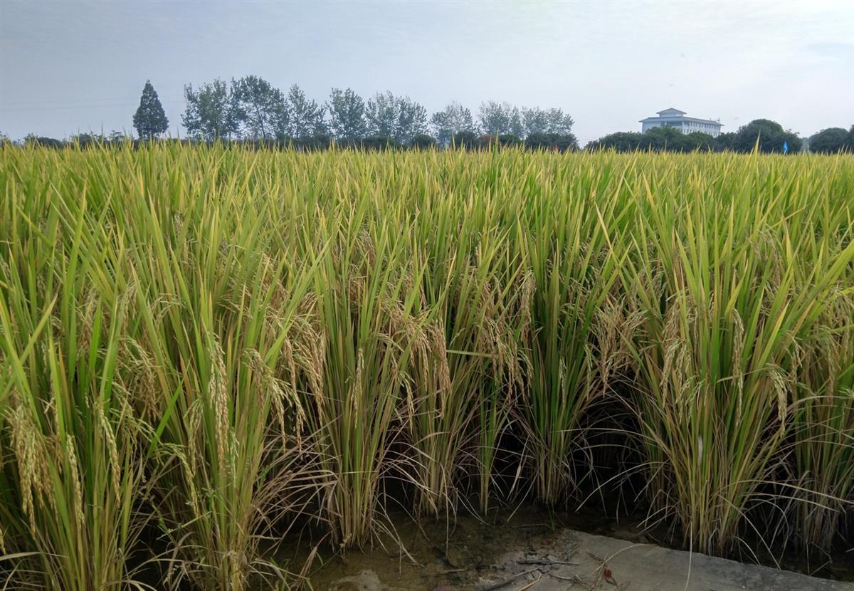 "荆楚粮油"好吃大米"虾稻1号"亮相,总种植面积已超过80万亩 | 极目