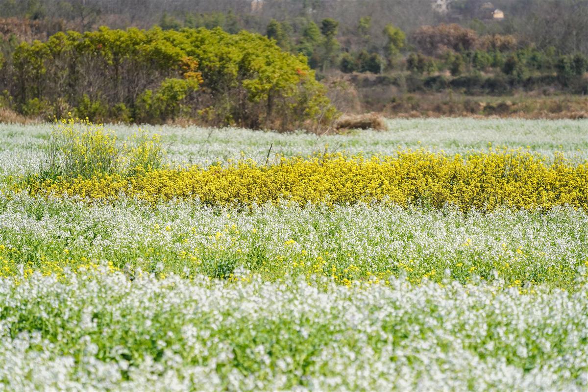 江夏油菜花图片