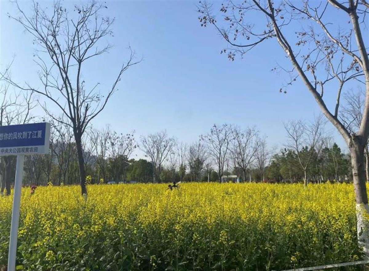 江夏油菜花图片