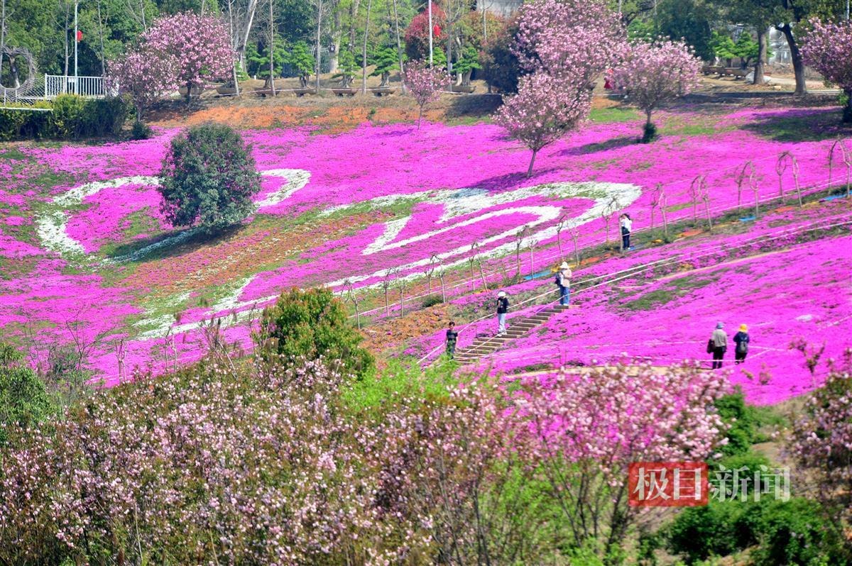 湖北夷陵芝樱花开迎客来知音畔岛变人海