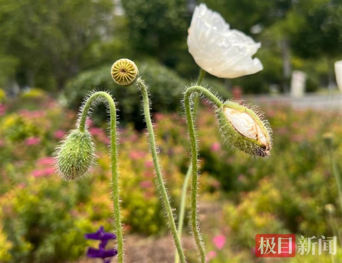 应城警方告诉你怎样区分辨别虞美人和罂粟 | 极目新闻