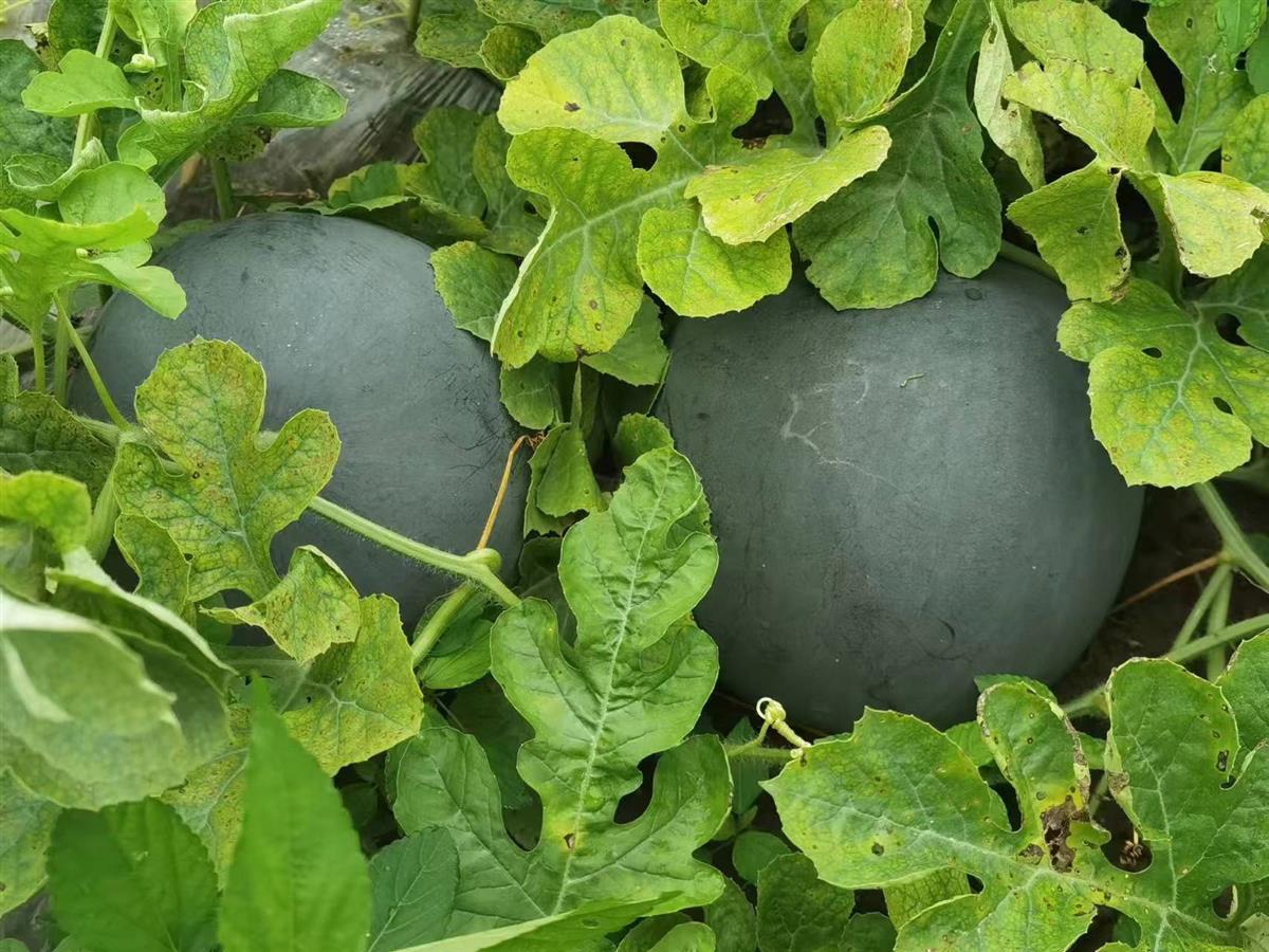 最后十万斤富硒西瓜,等待市民品尝! | 极目新闻