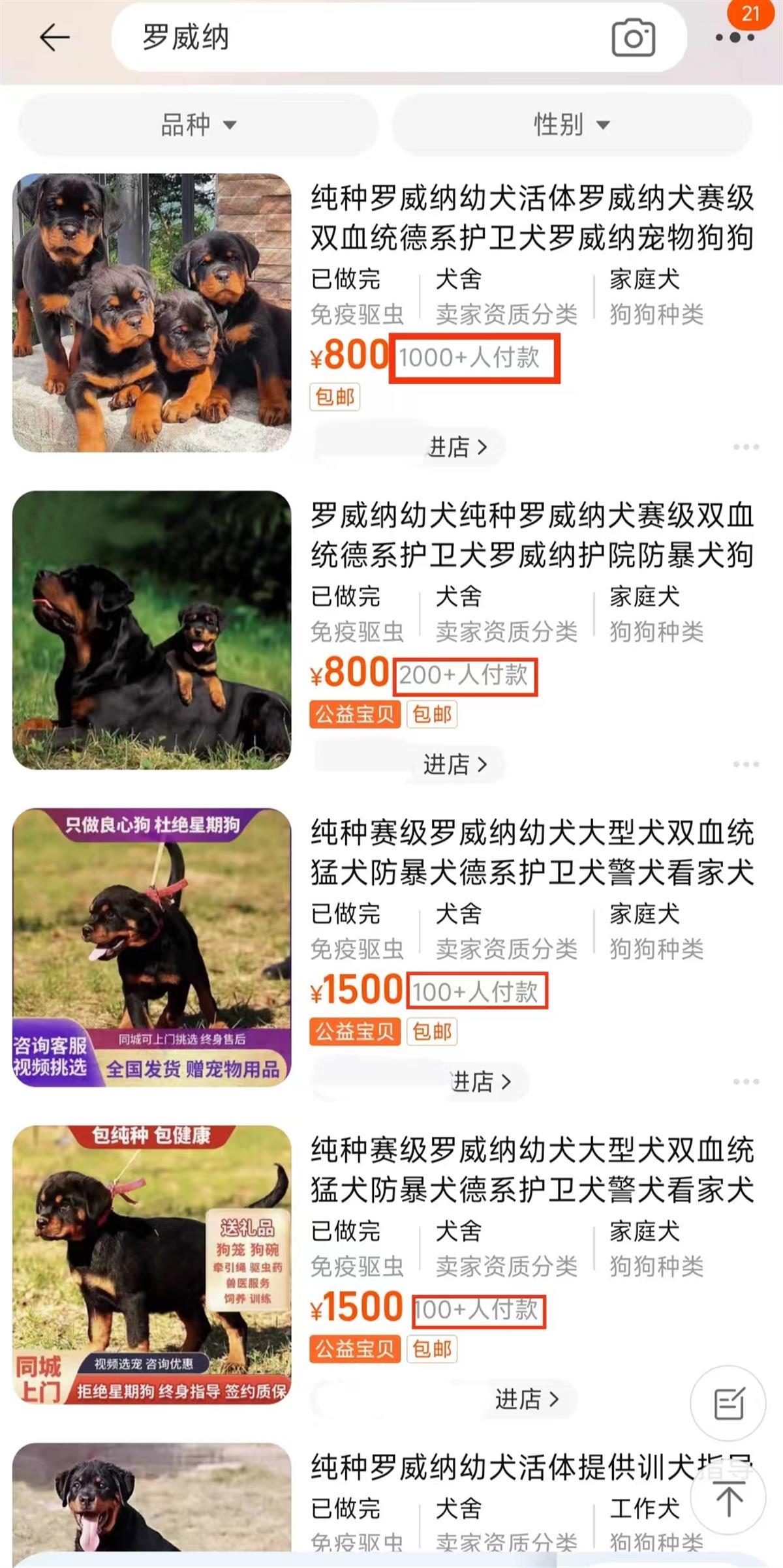 记者发现事件中所涉罗威纳犬在多个店铺都有出售