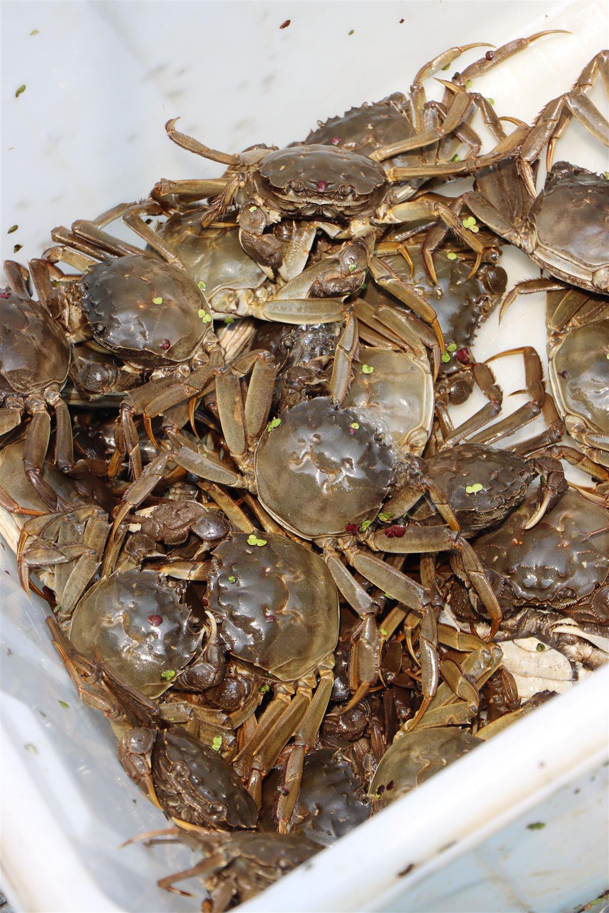 金秋蟹肥肉美,来武汉东西湖吃螃蟹吧 | 极目新闻