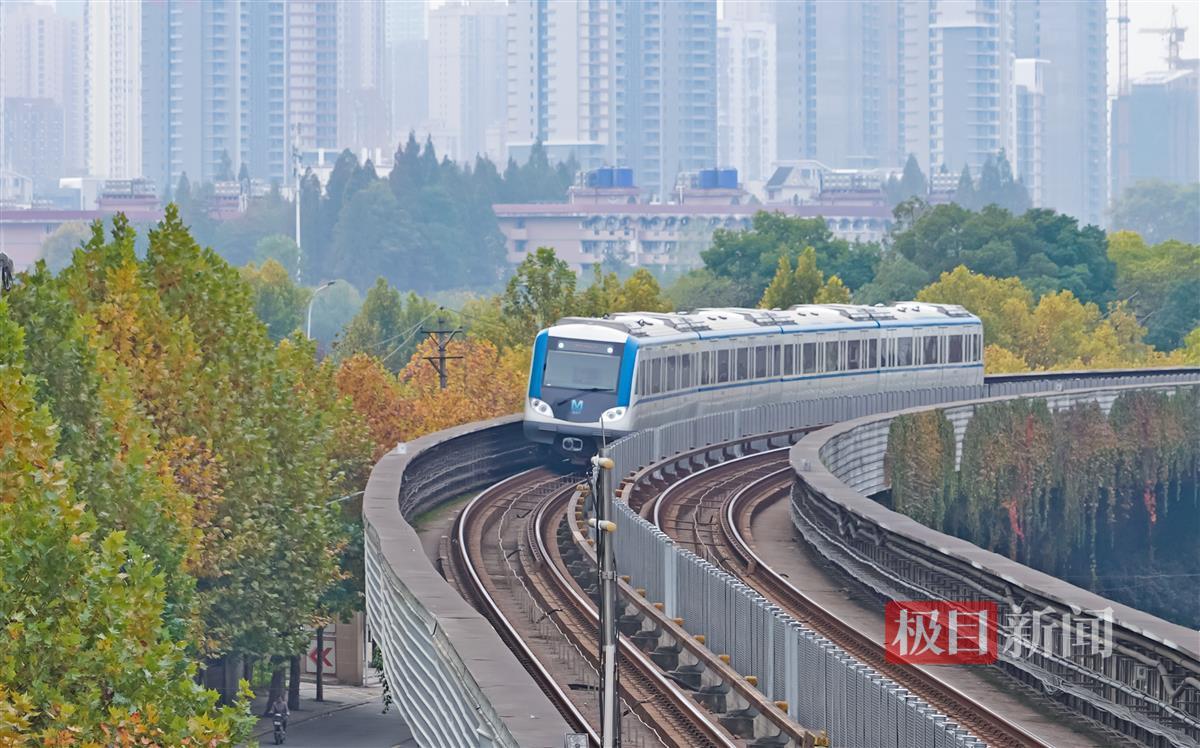 11月22日,极目新闻记者在武汉轻轨1号线硚口路站看到,路边的法国梧桐