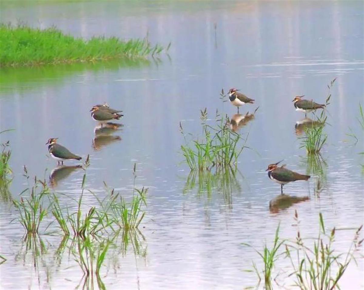 Amazing China Colorful Jingchu:A Home to Over100,000 Wild Birds All the ...