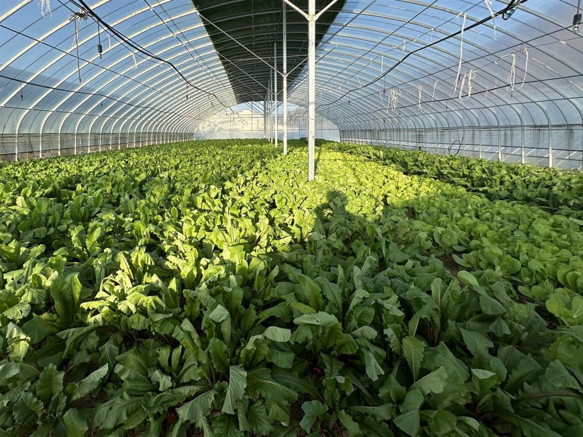 大鹏.png 大鹏.png