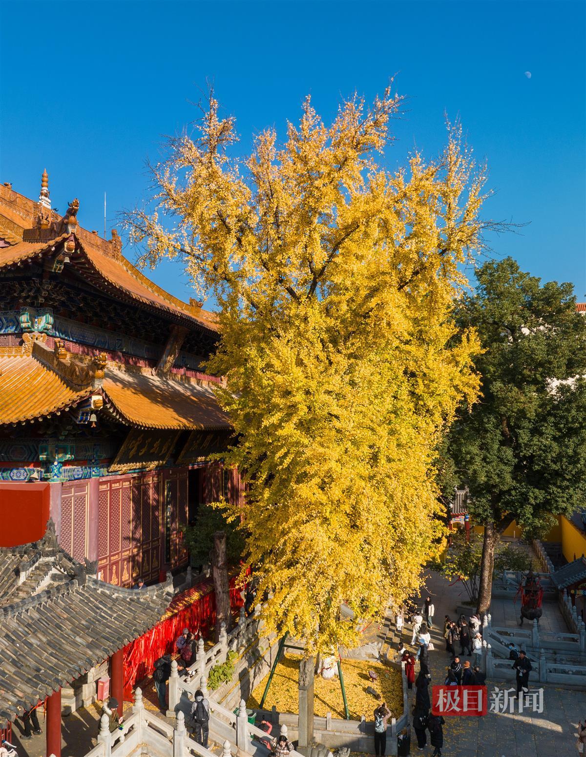 赏古刹银杏,邂逅冬季浪漫 | 极目新闻