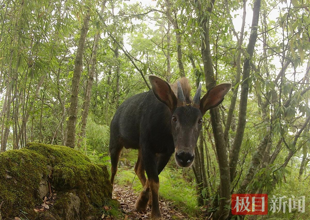 湖北竹山堵河源:红外相机拍到中华鬣羚高清画面 | 极目新闻